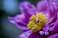 Peony, Paeonia officinalis, pink cultivar, close-up