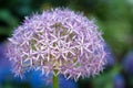 Close up shoot of a Persian Onion in its full blooming splendor Royalty Free Stock Photo