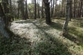 Pflanzen BlÃÂ¼te im Otternhagener Moor. Royalty Free Stock Photo