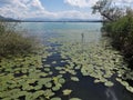 PfÃÂ¤ffikersee lake with aquatic plants.