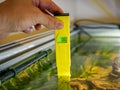 pH checking in a freshwater aquarium with an electronic Ph meter Royalty Free Stock Photo