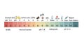 Ph scale with common substance examples for acidity and alkalinity understanding Royalty Free Stock Photo