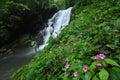 Pha Tarn Waterfall in Sakern Cave National Park Royalty Free Stock Photo