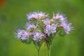 Phacelia, bee pasture Royalty Free Stock Photo