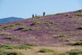 Purple wildflowers in Carrizo Plain National Monument