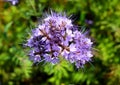 Phacelia close-up. allheal, fiddleneck scorpionweed, beefood Royalty Free Stock Photo