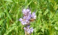 Phacelia congesta with blue flowers abundantly brings nectar.