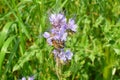 Phacelia congesta with blue flowers abundantly brings nectar. Royalty Free Stock Photo