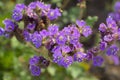 Phacelia crenulata