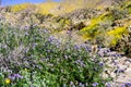 Phacelia Phacelia crenulata wildflowers blooming in Anza Borrego Desert State Park during a spring super bloom; Pygmy poppies Royalty Free Stock Photo