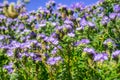 Phacelia Phacelia crenulata wildflowers blooming in Anza Borrego Desert State Park during a spring super bloom, San Diego county Royalty Free Stock Photo