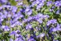 Phacelia Phacelia crenulata wildflowers blooming in Anza Borrego Desert State Park during a spring super bloom, San Diego county Royalty Free Stock Photo