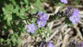 Phacelia Distans Bloom - Anza Borrego Desert - 030922