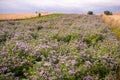 Phacelia field Royalty Free Stock Photo