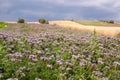 Phacelia field Royalty Free Stock Photo