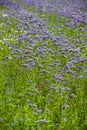 Phacelia field as bee pasture