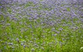 Phacelia field as bee pasture