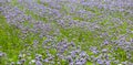 Phacelia field as bee pasture