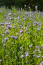 Phacelia