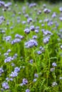 Phacelia