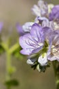 PHACELIA GRANDIFLORA BLOOM - RED ROCK CP MRCA - 060421 B