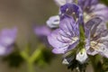 PHACELIA GRANDIFLORA BLOOM - RED ROCK CP MRCA - 060421 D