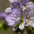 PHACELIA GRANDIFLORA BLOOM - RED ROCK CP MRCA - 060421 E