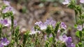 PHACELIA GRANDIFLORA BLOOM - RED ROCK CP MRCA - 060421 V