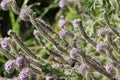 Phacelia Hubbyi Bloom - Santa Monica Mtns - 021224