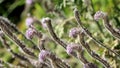 Phacelia Hubbyi Bloom - Santa Monica Mtns - 021224