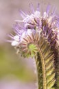 Phacelia Juss Royalty Free Stock Photo