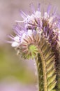 Phacelia Juss