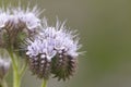 A Phacelia Phacelia tanacetifolia flower, it is a species of phacelia known by the common names lacy phacelia, blue ta