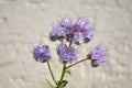 Phacelia, Scorpionweed (Phacelia tanacetifolia)