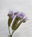 Phacelia, Scorpionweed Phacelia tanacetifolia