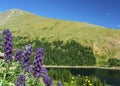 Phacelia Sericea Purple Fringe Flowers by a lake in the Colorado Rockies Royalty Free Stock Photo