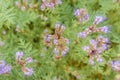 Phacelia tanacetifolia also known as scorpionweed or heliotrope growing in field as cover crop