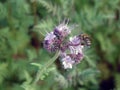 Phacelia tanacetifolia with bee on the flower