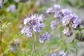 Phacelia tanacetifolia - Bee`s Friend