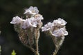 Spring Bloom Series - Lacy Scorpion Weed - Fiddleneck - Phacelia Tanacetifolia Royalty Free Stock Photo