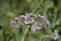 Spring Bloom Series - Lacy Scorpion Weed - Fiddleneck - Phacelia Tanacetifolia Royalty Free Stock Photo