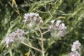 Spring Bloom Series - Lacy Scorpion Weed - Fiddleneck - Phacelia Tanacetifolia Royalty Free Stock Photo