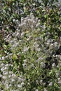 Spring Bloom Series - Lacy Scorpion Weed - Fiddleneck - Phacelia Tanacetifolia Royalty Free Stock Photo