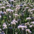 Phacelia tanacetifolia