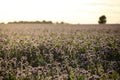 Phacelia tanacetifolia