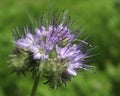 Phacelia tanacetifolia (Tansy)