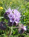 Phacelia Tanacetifolia, wild flower in the countryside