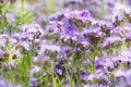 Phacelia tansy flower,green manure,honey culture containing nectar for bees