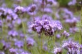 Phacelia tansy flower,green manure,honey culture containing nectar for bees