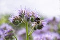 Phacelia tansy flower,green manure,honey culture containing nectar for bees